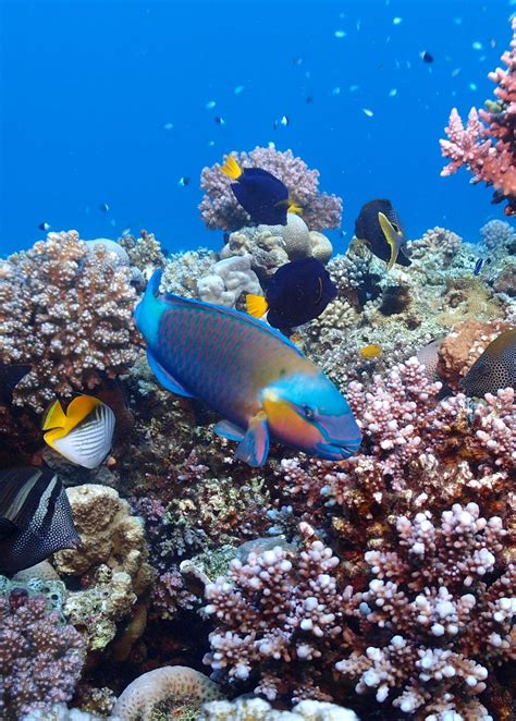 무료 이미지 바다 다이빙 닫기 암초 이집트 서식지 생태계 수중 세계 홍해 자연 환 경 해양 생물학 산호초