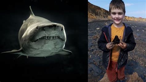 Year Old Hits Jackpot Finds Million Year Old Megalodon Tooth While