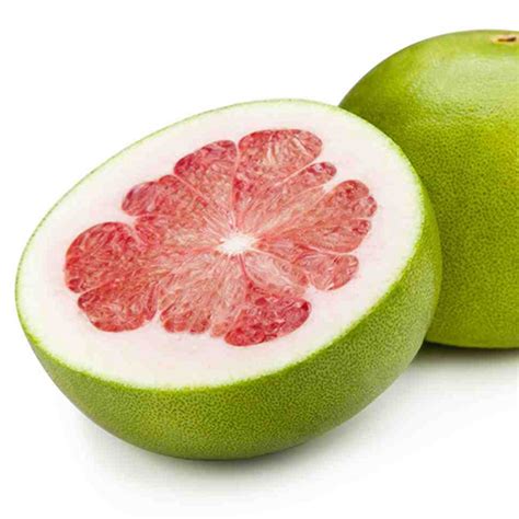 Grapefruit, citrus tree of the rutaceae family and its edible fruit. 3-4 Year Old Pumello HB Pink Grapefruit Tree