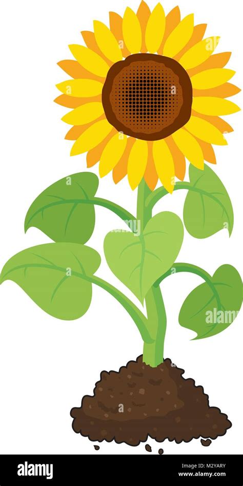 Vector Cartoon Of Garden Sunflower Grow In Soil Summer Agriculture