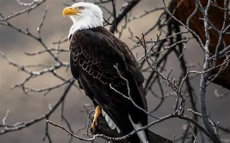 Download Wallpapers Bald Eagle Usa Eagle On Branch Bird Of Prey