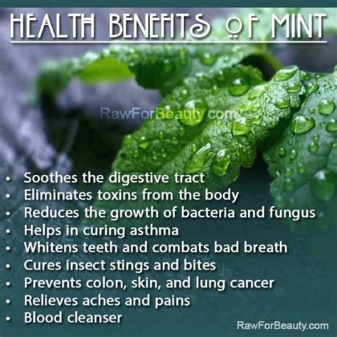 medical corner mint benefits mint benefits coconut health benefits heath benefits