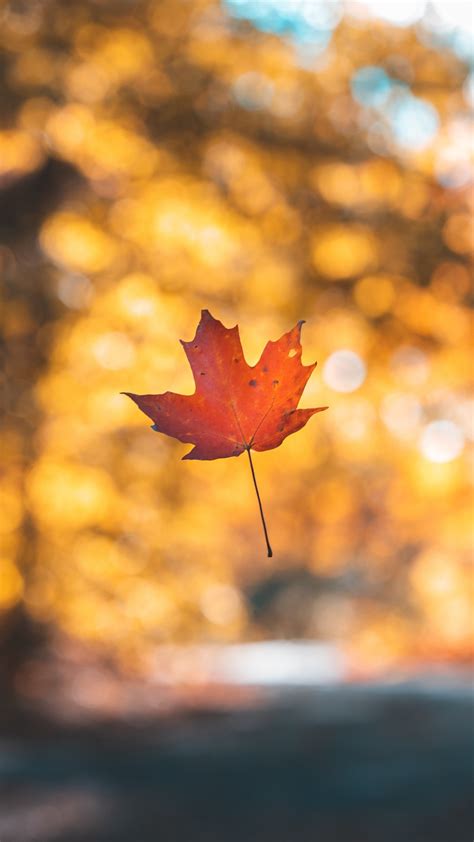Leaf Maple Autumn Wallpaper 1080x1920
