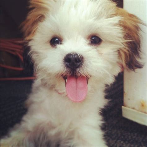 31 Best Images About Maltese Shih Tzu On Pinterest