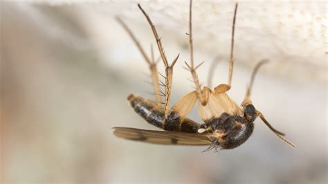 How To Get Rid Of Fungus Gnats Humboldts Secret Supplies