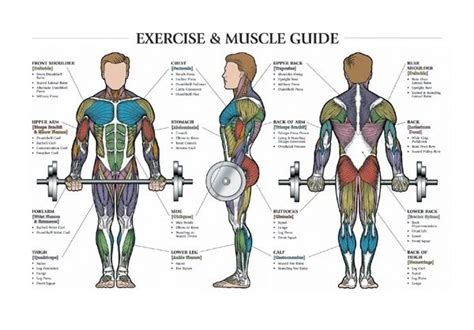 Exercise And Muscle Chart Male 1970 24 X 36 Laminated Only Muscle