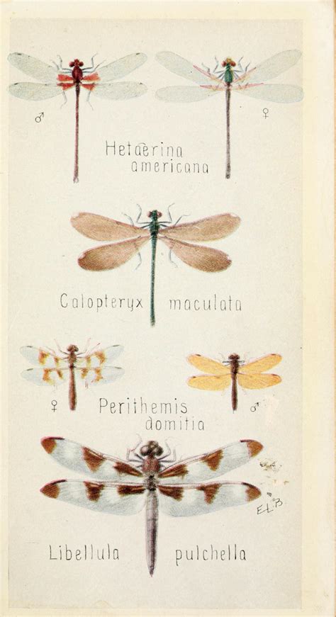 Field Book Of Insects Biodiversity Heritage Library Dragonfly Art