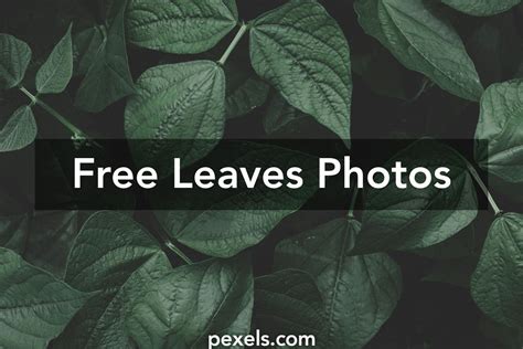 1000 Great Leaves Photos · Pexels · Free Stock Photos