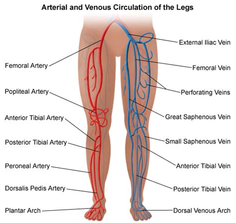 Aorta, branches from the aortic arch (common carotid artery and subclavian artery), common iliac arteries, and pulmonary trunk yellow in. Arterial and Venous Circulation of the Legs - Pulmonology Services | Diagnostic medical ...