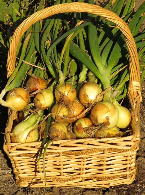 Growing onions from seed | Rediscover