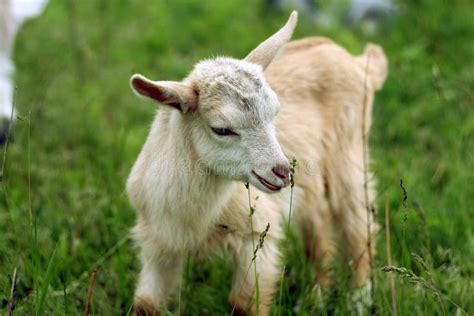 Young Goat Kid Royalty Free Stock Image Image 9416196