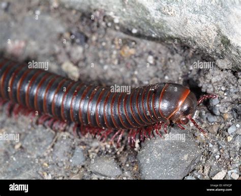 Millipede Worm Hi Res Stock Photography And Images Alamy