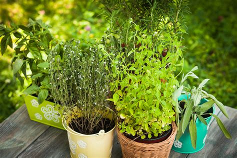 7 Perennial Herbs To Plant Now Modern Farmer