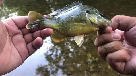 Creek Fishing For Panfish Bass Youtube