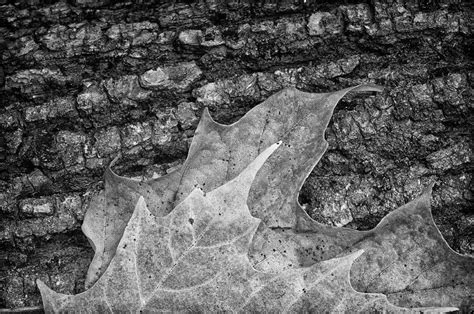 Colorful Leaves Photograph By Ward Mcginnis Fine Art America