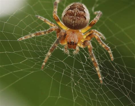 Wielwebspinnen Spiderspotter