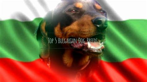 Top 5 Bulgarian Dog Breeds Youtube