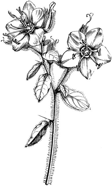 Each long stem has 2 natural leaves with iron wire inside, it can be cut shorter easily to meet your diy projects. Flowering Stem of Hydrolea Spinosa | ClipArt ETC