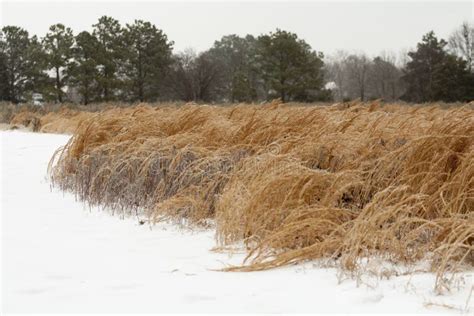 Snowy Meadow Stock Photo Image Of Grass January Frost 50353260