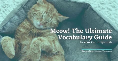 Miau The Ultimate Vocabulary Guide To Your Cat In Spanish