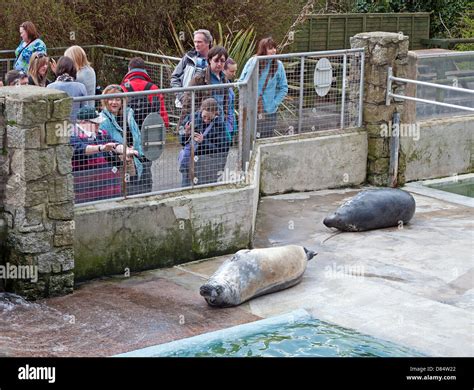 Seal Sanctuary At Gweek Hi Res Stock Photography And Images Alamy