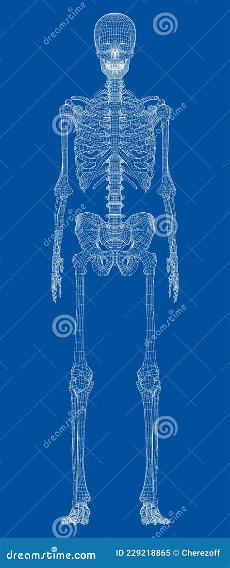 Human Skeleton Vector Stock Vector Illustration Of Sketch 229218865