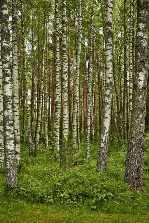 Birch Forest Stock Image Image Of Summer Spring Timber 43703545