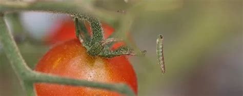 Manejo Integrado Da Traça Do Tomateiro Promip