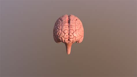 Brain Download Free 3d Model By Maheshshinde777 735ca31 Sketchfab