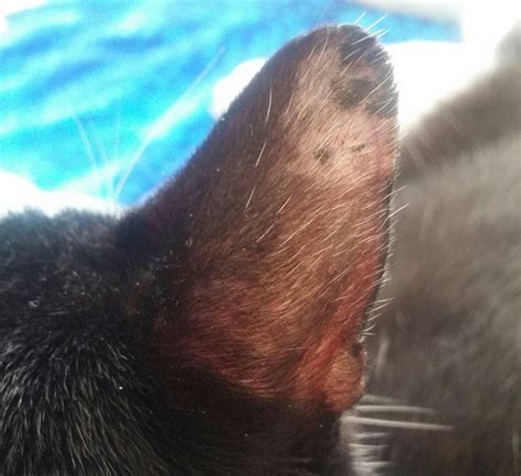 Parasites What Is This Scabbing And Hair Loss On My Cats Ear Pets
