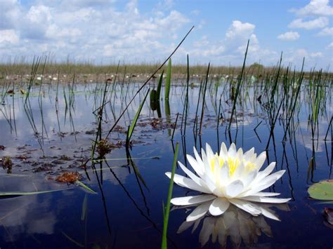 American White Water Lily In The Everglades Photo Courtesy Usgs