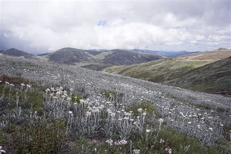 Snowy Mountains Wildflowers On The Slopes Of Mount Koscius Stuart