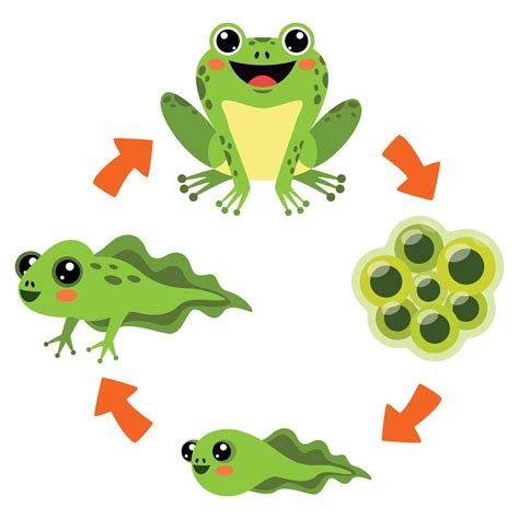 The Life Cycle Of Frog 13481127 Vector Art At Vecteezy