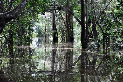 The Flooded Forest In The Amazon