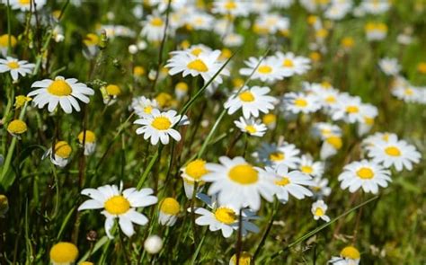 Top Facts About Daisies