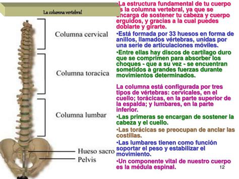Ppt Los Huesos Del Cuerpo Humano Presentan Diferentes Funciones Como