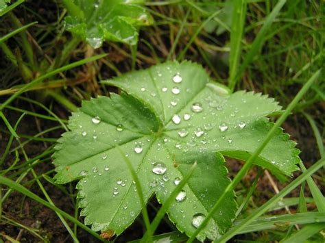 P Blade Of Grass Grasses Drop Wet Outdoors Leaves Raindrop