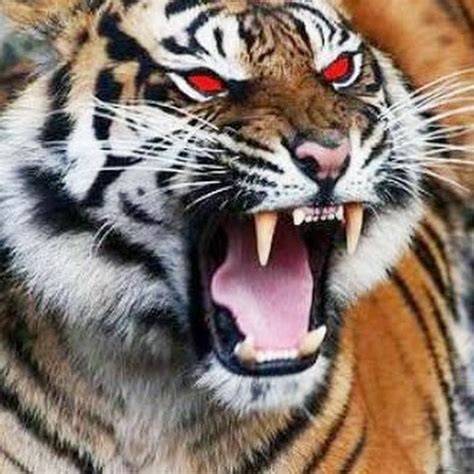 Foto Harimau Putih Mata Merah Azka Gambar