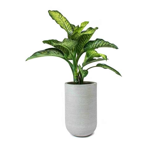 10 Of The Best Indoor Plants That Dont Need Sunlight