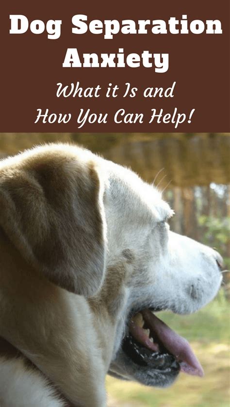 Do you come home to chewed up sneakers and stinky surprises all another common indication your dog might have an issue is if they continue restlessly pacing or. How To Help A Dog With Separation Anxiety | Examples and Forms