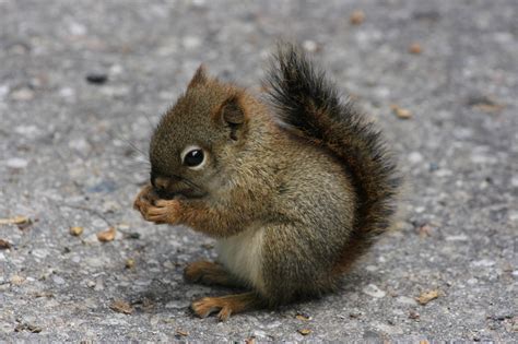 2160x1440 Resolution Baby Squirrel Eating Nut On Pavement Hd
