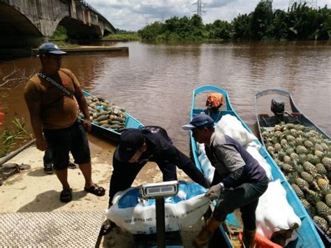 Maklumat jawatan kosong pertubuhan peladang. PKP: Pertubuhan Peladang, FAMA komited membantu petani ...