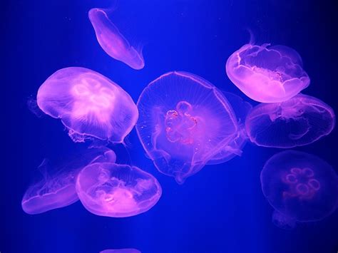 The moon jellyfish is a sea creature in animal crossing: Moon Jellyfish Facts, Habitat, Diet, Life Cycle, Baby ...