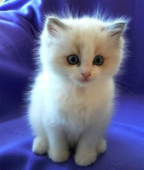 Ragdoll Most Affectionate Cat Breeds Kittens Cutest Cute Cats And