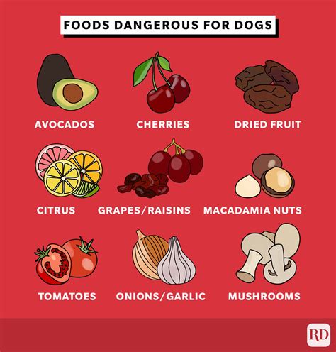 What Fruits And Vegetables Can Dogs Eat Food Safety For Pets