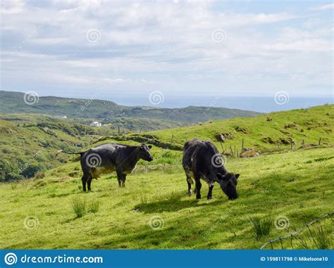 Beautiful Summer Landscape With Cows Mountain Pastures Beautiful