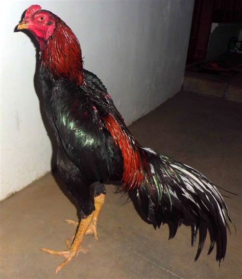 Ayam ini sangat bagus untuk dijadikan ayam petarung. Ayam Aduan (Bangkok, Saigon, Birma): Foto-Foto Jago