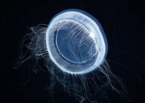 Jellyfish Underwater Photography Alexander Semenov 2 Fubiz Media