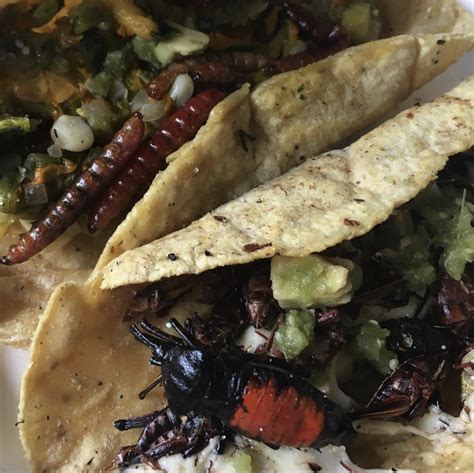 5 Insectos Comestibles Que Amamos Los Mexicanos México Desconocido