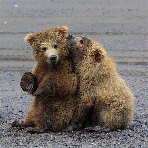 These Two Bear Cubs Play In The Sand At Lakeclark National Park And